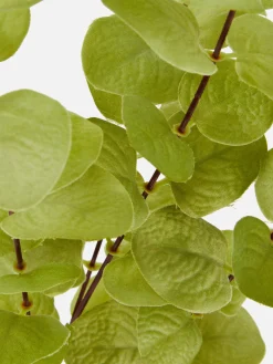 Primark Flores E Plantas Artificiais^Eucalipto Artificial De Haste única