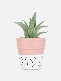Primark Flores E Plantas Artificiais^Suculenta Artificial Em Vaso Colorido